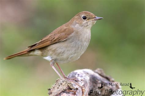 鳥死|サヨナキドリ